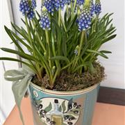 Planted Large Olive Oil Can