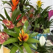 Tropical Planter