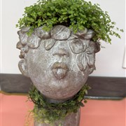Avalon Planted