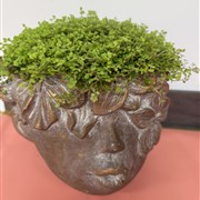Emily Planter