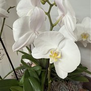 An Orchid Luxury Planter