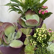 Wavy Planter