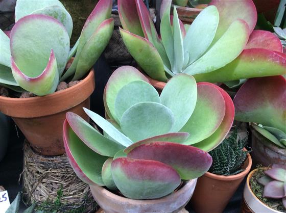 Red lips succulent Red lips succulent