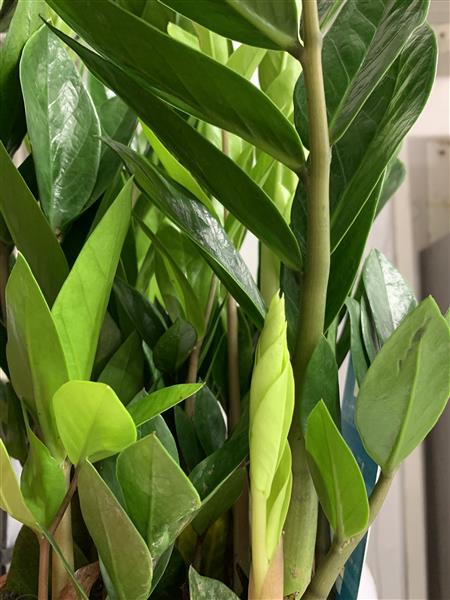 croton plant varieties 4