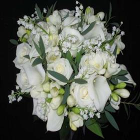 fwthumb010409085556.jpg