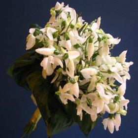 fwthumb010409090433.jpg