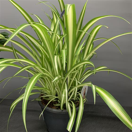 Spider Plant clean air