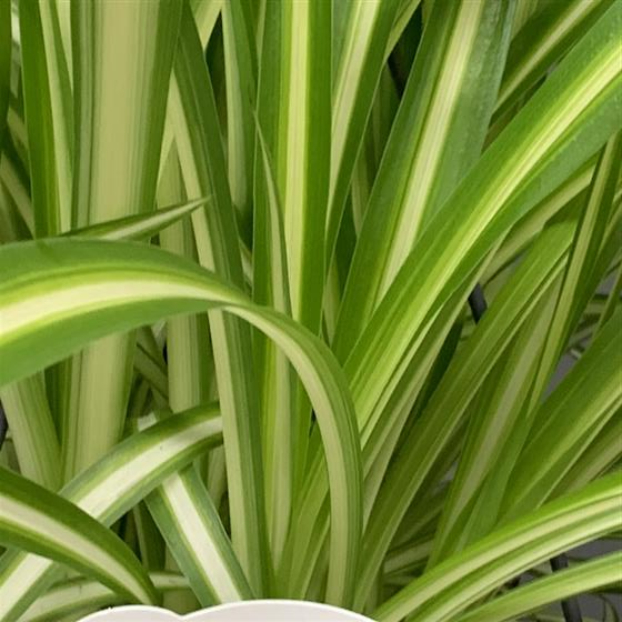 Spider Plant clean air