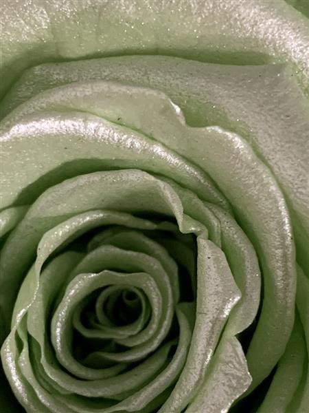 Mint Roses Fresh Mint Green Preserved Rose